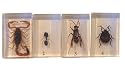 Bugs Specimen #1 Set