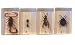 Bug Specimens (Scorpion, Ant, Wasp, Flower Bug)