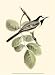 Gould's White Wagtail - John Gould Art Print Poster 9.5 x 1