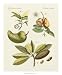Bertuch Breadfruit by Bertuch. ART PRINT Canvas Rolled. 18.00 inches width by 22.00 inches height. Highest Quality Art Poster Print