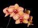 Phalaenopsis Baldan's Kaleidoscope 'Golden Treasure' AM/AOS