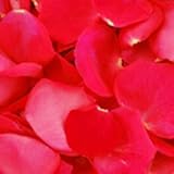 Hot Pink Rose Petals