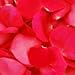 Hot Pink Rose Petals