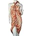 Scarf_tradinginc Animal Pattern Pareo Sarong Swimsuite Cover up