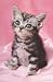 Kitten - Cute Wall Poster Poster Print, 22x34