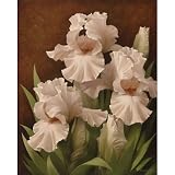 (22x28) Igor Levashov Iris Illumination II Art Print Poster
