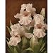 (22x28) Igor Levashov Iris Illumination II Art Print Poster
