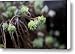 Green, Wet, Succulent Plant Canvas Print / Canvas Art - Artist David Evans
