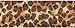 Offray Wired Beast 1-1/2 Inch -9 Feet-Leopard