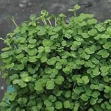 Arugula  ‘Victoria’ Microgreens SEEDS ** Healthy Eating in 8-10 days
