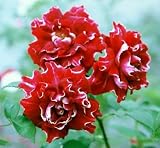 �I�[���h���[�Y�F���W���[�����x������c[�o���c][��G�炫]