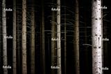 IMAGE OF Wallmonkeys Peel and Stick Wall Decals - Deep Dark Forest - 60