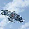 eagle kite