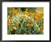California Poppies Surround a Prickly Pear Cactus National Geographic Collection Framed Art Poster Print by Rich Reid, 22x18