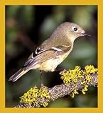 Ruby-crowned Kinglet Bookmark