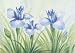 Art Poster Print - Fun Irises - Artist: S Bach - Poster Size: 40 X 28 inches