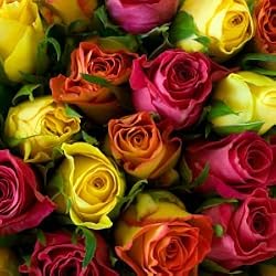 rose essential oil