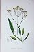 Botany Plants C1902 Dryer'S Woad Isatis Tinctoria