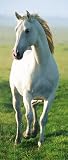 (34x79) White Horse Giant Door Poster Art Print