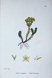BOTANY PLANTS c1902 INSIPID STONE-CROP SEXANGULARE