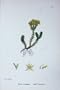 Botany Plants C1902 Insipid Stone-Crop Sexangulare