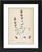 Framed Prints of Plants/thymus Chamaedrys from Mary Evans