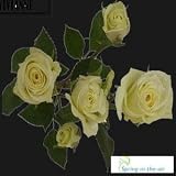 40 Stems of White Spray Roses, Buy 20, Get 20 FREE.