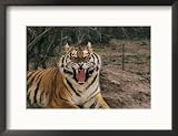 A Captive Tiger with Mouth Wide Open Framed Photographic Poster Print by Roy Toft, 21x17