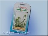 Tetra Plantastics Plus Ambulia (Sumpffreund) 35-38 cm -Size 4 Aquarien-Dekorationspflanze