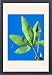 Framed Prints of Passion flower leaf from Science Photo Library