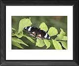 Framed Prints of Danaid Eggfly - male resting on bush from Ardea Wildlife Pets