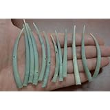 12 Pcs Smooth Green Dentalium Aprinum Shell Tusks Craft