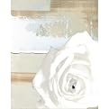 White Rose on Neutral Abstract - 16 X 20"