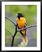 Male Baltimore Oriole Framed Art Poster Print by Adam Jones, 31x39