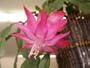 Pink Star Christmas Cactus Plant - Zygocactus - 4 pot"