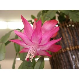 Pink Star Christmas Cactus Plant - Zygocactus - 4" pot