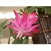 Pink Star Christmas Cactus Plant - Zygocactus - 4" pot