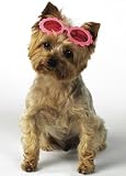 PINK - Daisy Sunglasses Barrettes