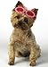 Pet Supplies : PINK - Daisy Sunglasses Barrettes