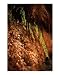 Sui Generis Photographic Poster Print by Ryan Peck, 8x10