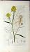 1801 Sowerby Botanical Print Sinapis Nigra Plant Flower