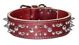 1 3 4 Rg Spiked Studded Latigo Cir Color Burgundy Size 22 1 3 4 Rg Spiked Studded Latigo Cir Color Burgundy Size 22
