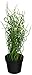 Ikea Artificial Potted Plant, Corkscrew Rush, 15.75 Inch