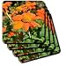 Mexican Sunflowers Flower Photography Macro - Set Of 4 Coasters - Soft
