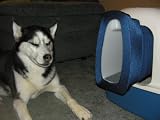 The DOGGONE(tm) Litter Block(pat. pend)