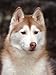 Siberian Husky Portrait, USA Premium Poster Print by Lynn M. Stone, 12x16