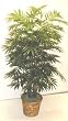 NEW! 5' DOUBLE Elegant Phoenix Palm