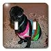 Jos Fauxtographee Realistic - Adorable Shiatsu Pug Pet Dog in Vibrant Pink and Green Sweater With Cute Hair Cut - Light Switch Covers - double toggle switch