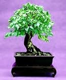 Pagoda Dogwood Tree 10 Seeds - Cornus-Shrub/Tree/Bonsai
