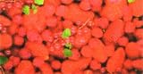 Eigenschaften / Transparentpapier Beeren